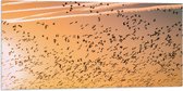 WallClassics - Vlag - Heel veel Vogels in de Lucht met Zonsondergang - 100x50 cm Foto op Polyester Vlag