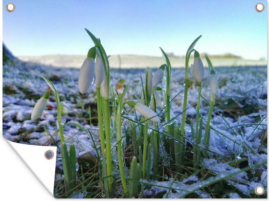 Tuin decoratie Sneeuwklokjes tijdens de winter op een veld - 40x30 cm - Tuindoek - Buitenposter