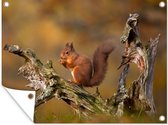 Tuinschilderij Rode eekhoorn in de herfst - 80x60 cm - Tuinposter - Tuindoek - Buitenposter