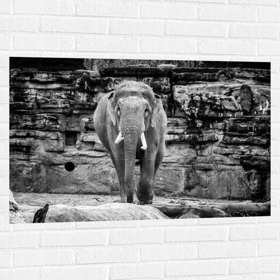 WallClassics - Muursticker - Olifant in de dierentuin Zwart - Wit - 105x70 cm Foto op Muursticker