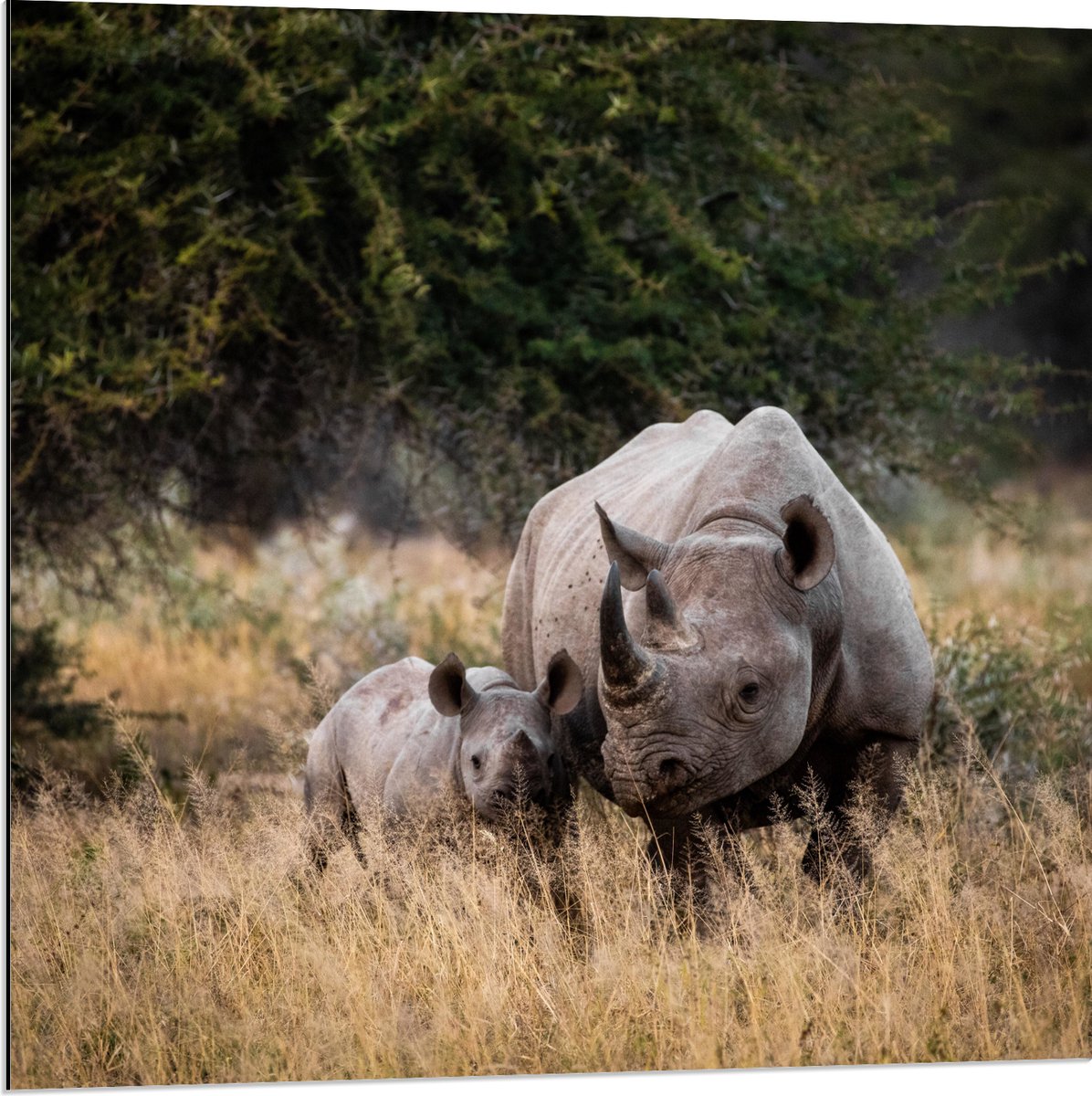 Dibond - Neushoorn met Baby in de Natuur - 80x80 cm Foto op Aluminium (Met Ophangsysteem)