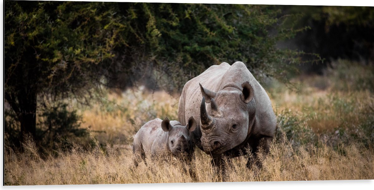 Dibond - Neushoorn met Baby in de Natuur - 100x50 cm Foto op Aluminium (Wanddecoratie van metaal)