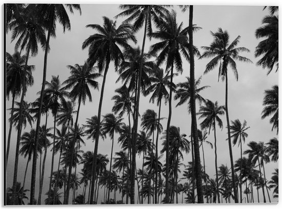 WallClassics - Dibond - Heel Veel Palmbomen Zwart / Wit - 40x30 cm Foto op Aluminium (Met Ophangsysteem)