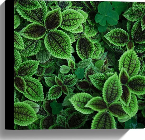 WallClassics - Toile - Belles feuilles vertes - 30x30 cm Photo sur toile (Décoration murale sur toile)