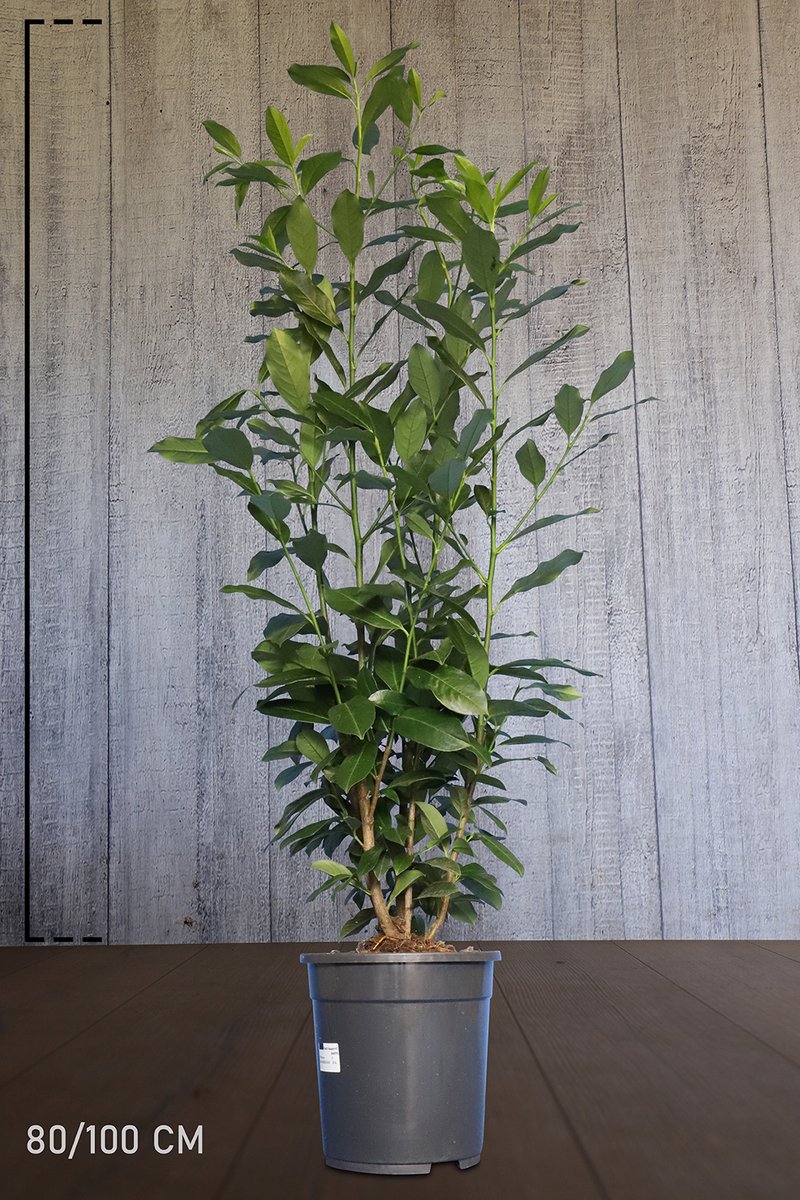 Set van 10 | Laurier 'Elly' pot 80-100 cm - Compacte groei - Groeit opgaand - Wintergroen - Zeer winterhard