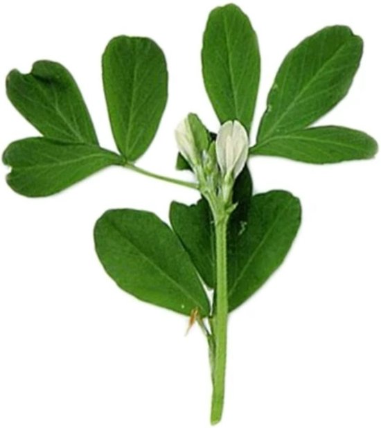 Groene tak met vijf bladeren en een witte bloem.