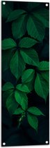 WallClassics - Tuinposter – Smal Takje met Bladeren - 40x120 cm Foto op Tuinposter  (wanddecoratie voor buiten en binnen)