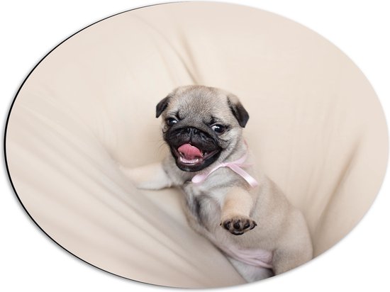 WallClassics - Dibond Ovaal - Mopshond Puppy op een Beige Kleed - 56x42 cm Foto op Ovaal (Met Ophangsysteem)