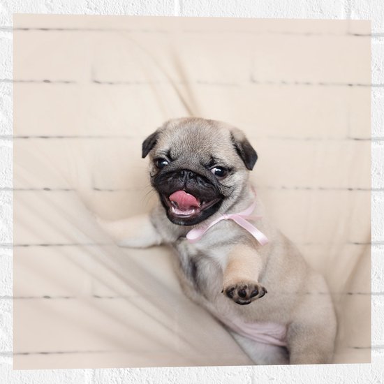 WallClassics - Muursticker - Mopshond Puppy op een Beige Kleed - 50x50 cm Foto op Muursticker