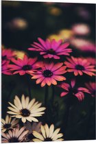 WallClassics - Acrylglas - Roze-Witte Bloemen met Takken - 70x105 cm Foto op Acrylglas (Wanddecoratie op Acrylaat)