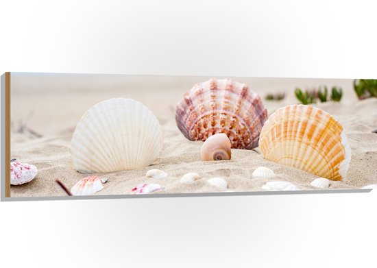 WallClassics - Hout - Schelpjes in het Zand op het Strand - 150x50 cm - 12 mm dik - Foto op Hout (Met Ophangsysteem)