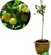 Ribes uva-crispa Hinnonmaki Grün - Groene kruisbes - Op stam - 5 liter pot.