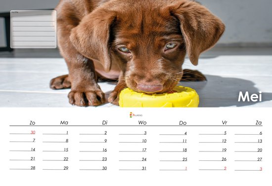 Labrador kalender 2023  35x24 cm  jaarkalender 2023  Wandkalender 