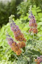 4x Buddleja weyeriana ‘Flower Power’ – Vlinderstruik in p9 pot met planthoogte 10-20cm