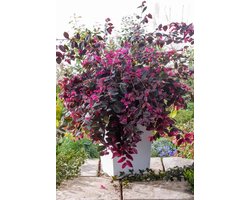Loropetalum chin. Fire Dance - Heksenstruik - Pot 2 liter - Roze Rode Bloem