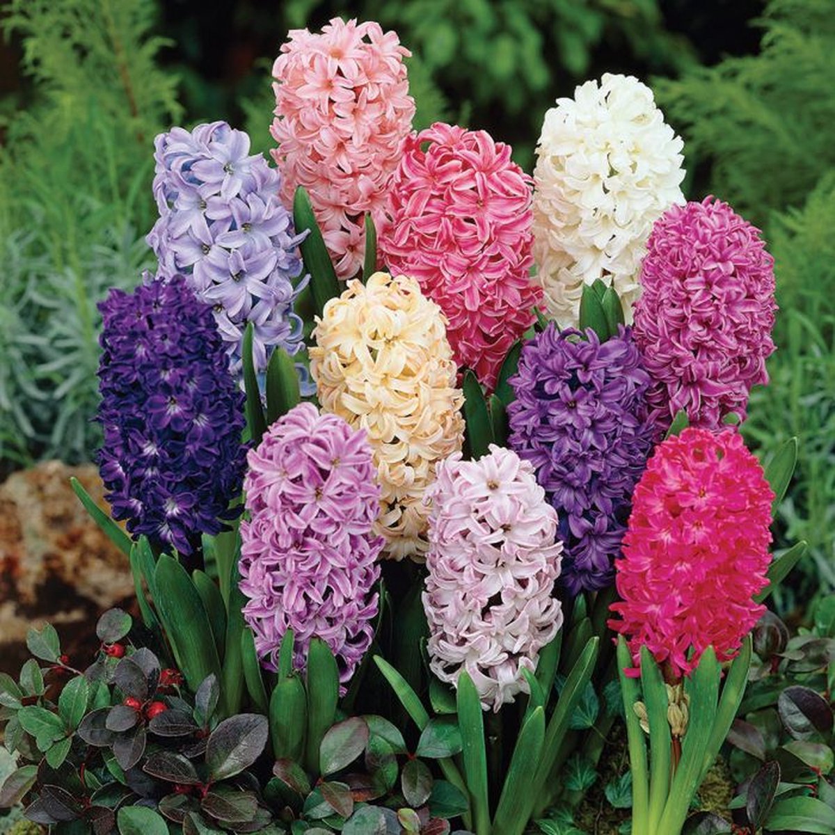 Hyacint Mix 25 stuks - Hyacint gemengd