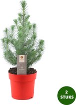 Sapin de Noël Pinus pinea 'Silver Crest' - hauteur 60 cm - pot 17 cm - 2 pièces
