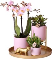 Set complet de plantes pied Gold rose | Ensemble de plantes vertes avec orchidée Phalaenopsis rose et comprenant des pots décoratifs en céramique et des accessoires
