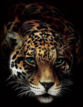 Fotobehang - Vlies Behang - Jaguar - Luipaard - Panter - Zwarte achtergrond - 368 x 380 cm