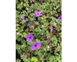 6 x Geranium hybr. 'Pink Penny' - Ooievaarsbek - pot 9 x 9 cm