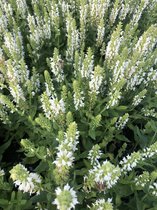 6 x Salvia nemorosa 'Sensation White' - Salie - pot 9 x 9 cm