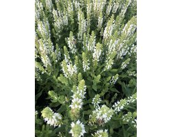6 x Salvia nemorosa 'Sensation White' - Salie - pot 9 x 9 cm