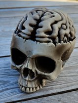 TotallyHalloween | Schedel met Hersenen | Skull with Brains | 16 cm