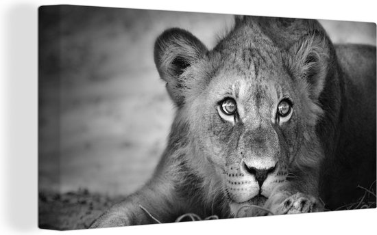 Canvas - Wilde dieren - Leeuw - Natuur - Zwart - Wit - Woonkamer - 40x20 cm - Muurdecoratie - Schilderijen op canvas - Canvas doek