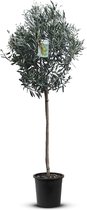 Tropictrees - Olijfboom - Olea Europea - Olijfboom op stam in pot - Winterhard - Groenblijvend - Hoogte 150cm - Olijven - Voeding