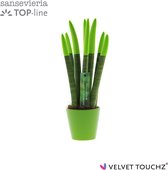 Sansevieria Velvet Touchz® Groen in Keramiek