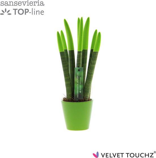 Sansevieria Velvet Touchz® Groen in Keramiek