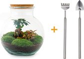 Terrarium - Teddy bonsai - ↑ 26,5 cm - Ecosysteem plant - Kamerplanten - DIY planten terrarium - Mini ecosysteem + Hark + Schep