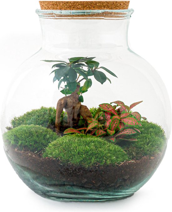 Foto: Terrarium teddy bonsai 26 5 cm ecosysteem plant kamerplanten diy planten terrarium mini ecosysteem