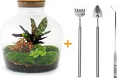 Terrarium - Fat Joe Red - ↑ 30 cm - Ecosysteem plant - Kamerplanten - DIY planten terrarium - Mini ecosysteem + Hark + Schep + Pincet