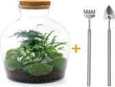 Terrarium - Fat Joe Green - ↑ 30 cm - Ecosysteem plant - Kamerplanten - DIY planten terrarium - Mini ecosysteem + Hark + Schep