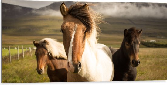 WallClassics - Dibond - Drie Paarden op een Heuvel - 100x50 cm Foto op Aluminium (Met Ophangsysteem)