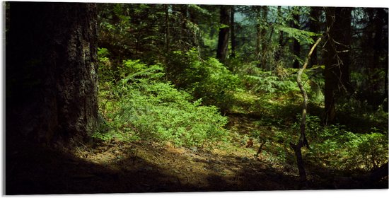 WallClassics - Acrylglas - Schaduw in het Bos - 100x50 cm Foto op Acrylglas (Wanddecoratie op Acrylaat)