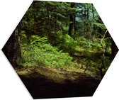 WallClassics - PVC Schuimplaat Hexagon  - Schaduw in het Bos - 70x60.9 cm Foto op Hexagon (Met Ophangsysteem)