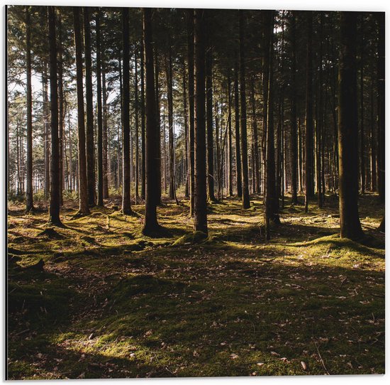 WallClassics - Dibond - Bomen met Mos in het Bos - 50x50 cm Foto op Aluminium (Met Ophangsysteem)