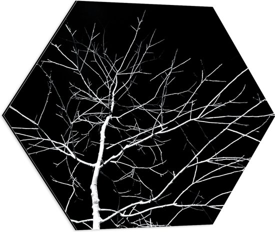 WallClassics - Dibond Hexagon - Kale Witte Boom met Zwarte Achtergrond - 60x52.2 cm Foto op Hexagon (Met Ophangsysteem)