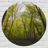 WallClassics - Muursticker Cirkel - Klimop op Bomen in het Bos - 70x70 cm Foto op Muursticker