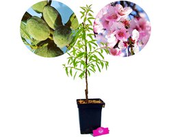 Prunus dulcis 'Texas', amandelboom, 5 liter pot
