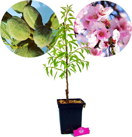 Prunus dulcis 'Texas', amandelboom, 5 liter pot