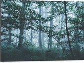WallClassics - Dibond - Lichte Mist in een Groen Bos - 80x60 cm Foto op Aluminium (Met Ophangsysteem)