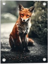 WallClassics - Poster de Jardin - Renard Posant près des Buissons - 30x40 cm Photo sur Poster de Jardin (décoration murale pour l'extérieur et l'intérieur)