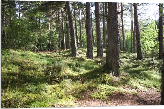 WallClassics - Dibond - Mooie Picknick Plek in het Bos - 90x60 cm Foto op Aluminium (Wanddecoratie van metaal)