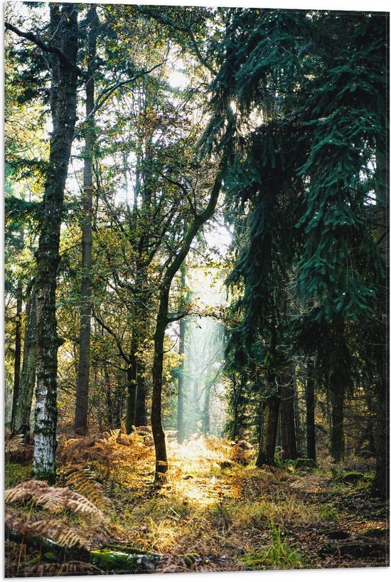 Foto: Wallclassics vlag lichtplek tussen bomen 50x75 cm foto op polyester vlag