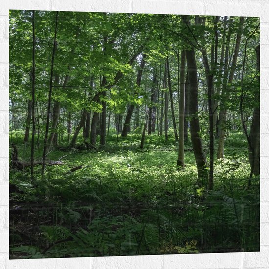 WallClassics - Muursticker - Verschillende Groene Bomen in Bos - 80x80 cm Foto op Muursticker