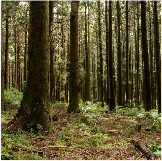 WallClassics - Poster (Mat) - Bomen en Planten in het Bos - 100x100 cm Foto op Posterpapier met een Matte look
