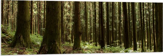 WallClassics - PVC Schuimplaat- Bomen en Planten in het Bos - 150x50 cm Foto op PVC Schuimplaat